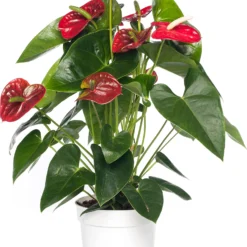 Flamingoplant (Anthurium Andreanum 'Red Champion') D 17 H 55 Cm