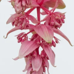 Medinilla (Medinilla Magnifica 'J'adore Dolce Vita') D 17 H 50 Cm -Boom Hart Verkoopwinkel 8717263127154 2