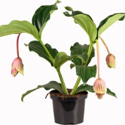 Medinilla (Medinilla Magnifica 'J'adore Dolce Vita') D 17 H 50 Cm