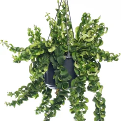 Lippenstiftplant (Aeschynanthus 'Twister Xl') D 15 H 30 Cm