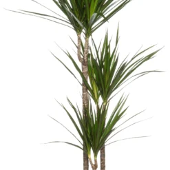 Drakenbloedboom (Dracaena Marginata) D 21 H 120 Cm