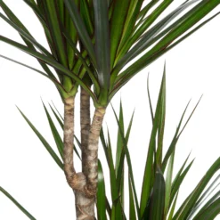 Drakenbloedboom (Dracaena Marginata) D 21 H 120 Cm -Boom Hart Verkoopwinkel 8717263129042 2