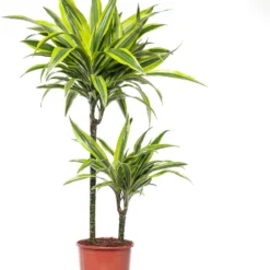 Drakenbloedboom (Dracaena Fragrans (D) 'Lemon Lime') D 19 H 90 Cm