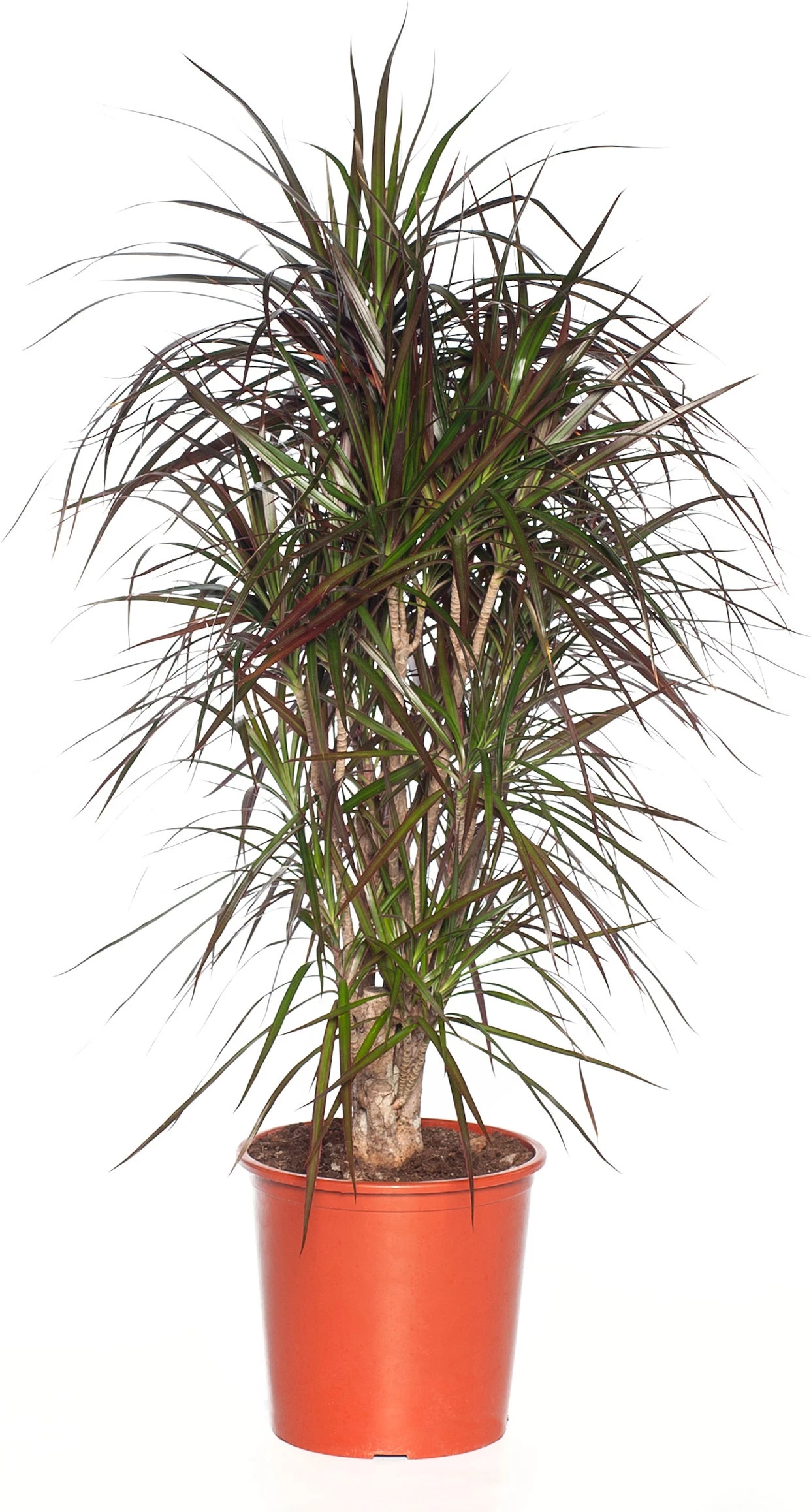 Drakenbloedboom (Dracaena Marginata) D 32 H 150 Cm 1 Drakenbloedboom (Dracaena Marginata) D 32 H 150 Cm