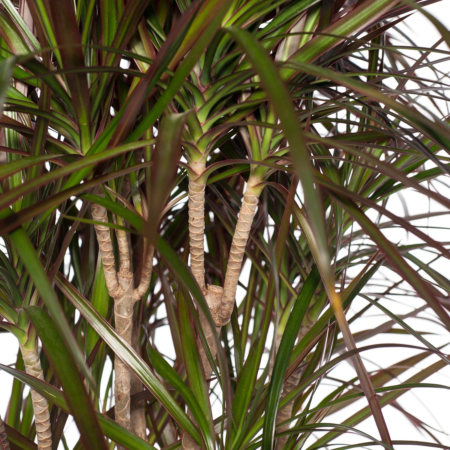 Drakenbloedboom (Dracaena Marginata) D 32 H 150 Cm 2 Drakenbloedboom (Dracaena Marginata) D 32 H 150 Cm - Afbeelding 2
