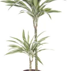 Drakenbloedboom (Dracaena Fragrans 'White Stripe') D 19 H 100 Cm