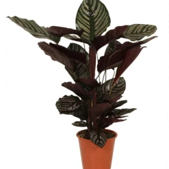 Calathea (Calathea Sanderiana 'Ornata') D 19 H 80 Cm