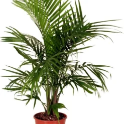 Majestueuze Palm (Ravenea Rivularis) D 20 H 80 Cm