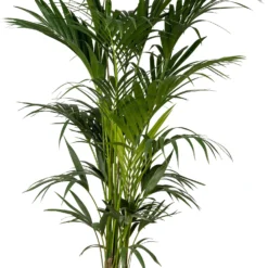 Kentiapalm (Howea Forsteriana) D 24 H 190 Cm