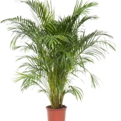 Goudpalm (Dypsis Lutescens) D 45 H 190 Cm