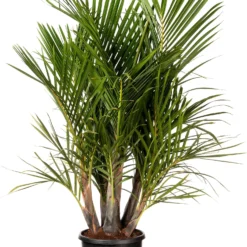 Spindelpalm (Mascarena Verschaffelti ) D 30 H 100 Cm