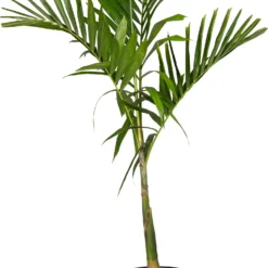 Alexanderpalm (Ptychosperma Elegans ) D 35 H 180 Cm