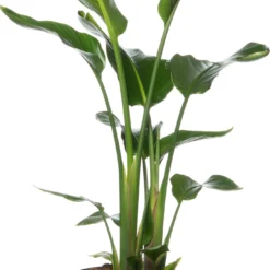 Paradijsvogelplant (Strelitzia Nicolai) D 17 H 70 Cm
