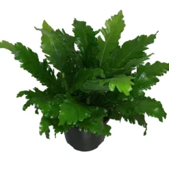 Nestvaren (Asplenium Nidus 'Campio') D 23 H 60 Cm