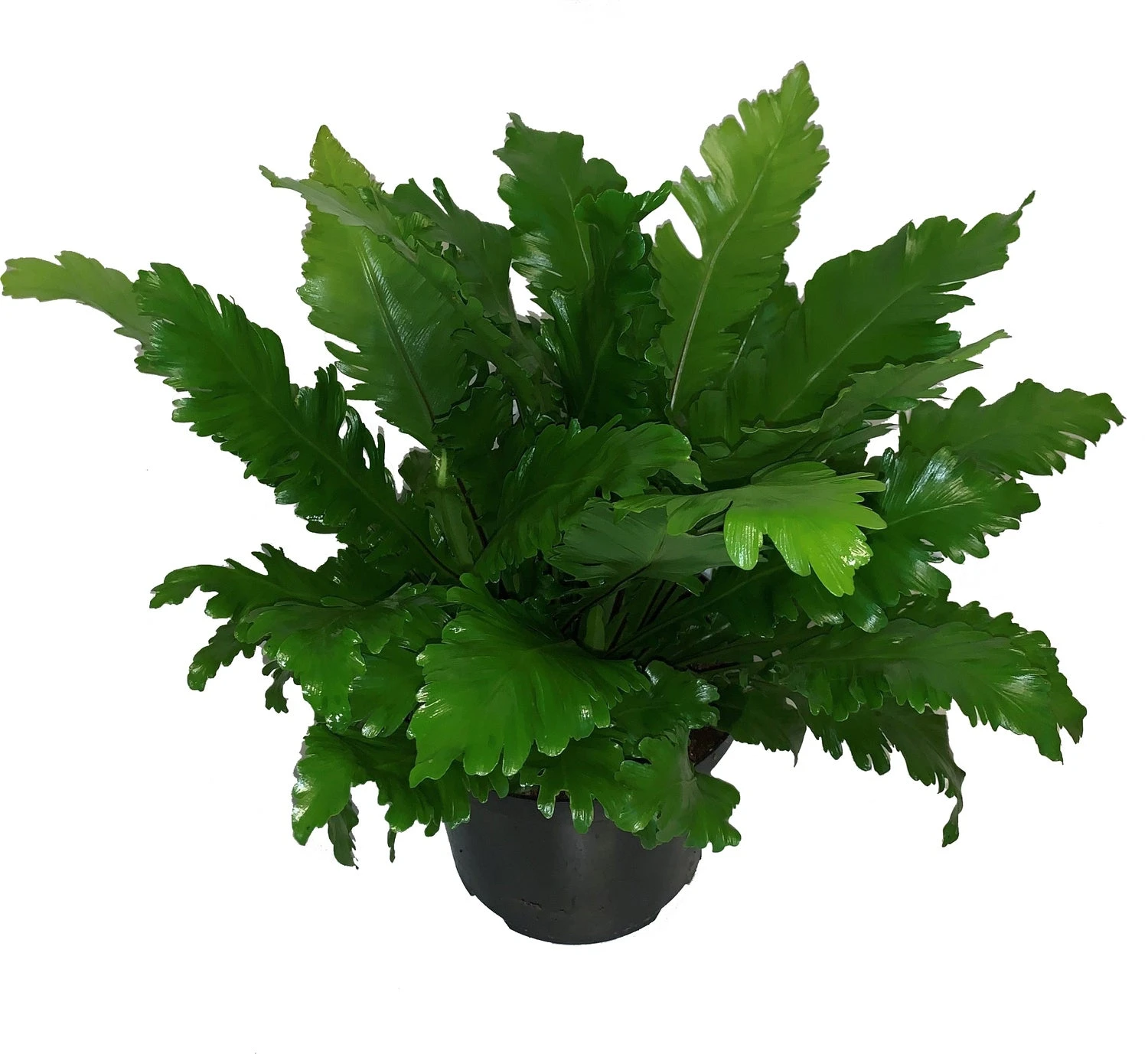 Nestvaren (Asplenium Nidus 'Campio') D 23 H 60 Cm 1 Nestvaren (Asplenium Nidus 'Campio') D 23 H 60 Cm
