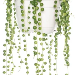 Erwtenplant (Senecio Rowleyanus) D 15 H 20 Cm