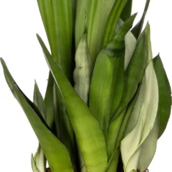 Vrouwentong (Sansevieria Trifasciata 'Moonshine') D 25 H 75 Cm
