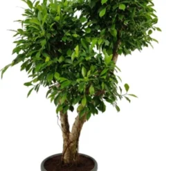 Vijgenboom (Ficus Microcarpa 'Nitida Pon Pon') D 40 H 170 Cm