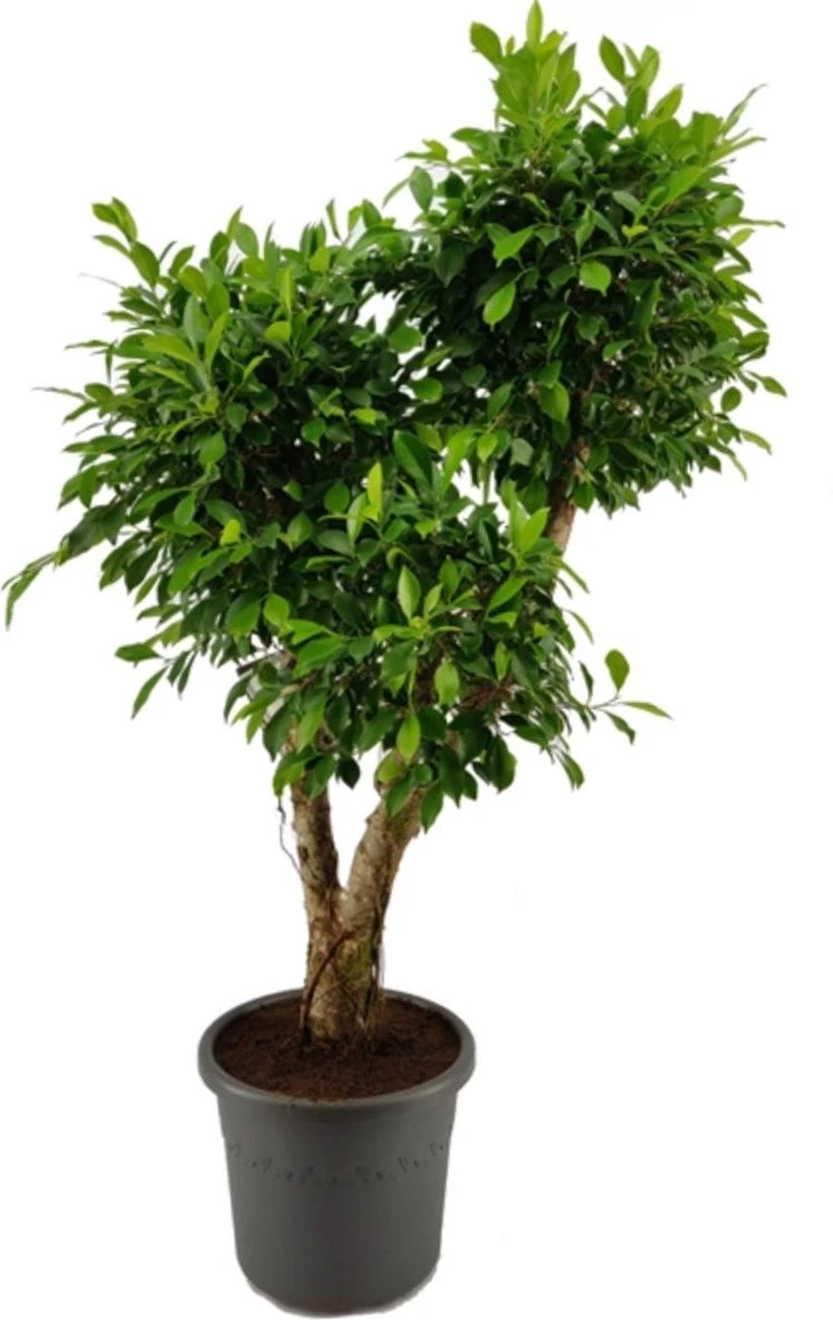 Vijgenboom (Ficus Microcarpa 'Nitida Pon Pon') D 40 H 170 Cm 2 Vijgenboom (Ficus Microcarpa 'Nitida Pon Pon') D 40 H 170 Cm - Afbeelding 2