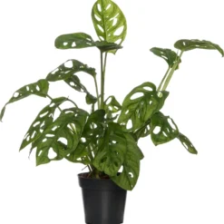 Gatenplant (Monstera Adansonii) D 15 H 40 Cm