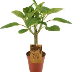 Peperomia (Peperomia 'Velvetree') D 15 H 40 Cm