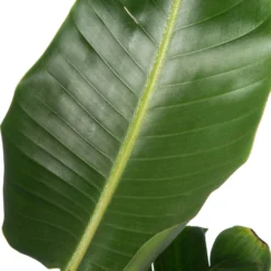 Paradijsvogelplant (Strelitzia Nicolai) D 36 H 180 Cm 5 Paradijsvogelplant (Strelitzia Nicolai) D 36 H 180 Cm -Boom Hart Verkoopwinkel 8717263250777 2 1