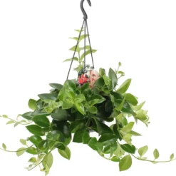 Lipstickplant (Aeschynanthus 'Mona Lisa') D 15 H 30 Cm