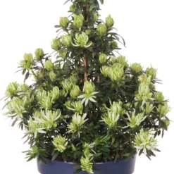 Azalea (Rhododendron Hortinno 'MagiSnow') D 13 H 40 Cm