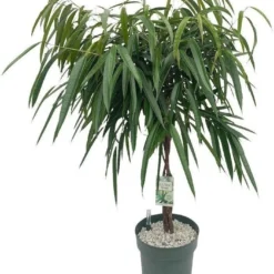 Rubberboom Op Gevlochten Stam (Ficus Binnendijkii 'Alii') D 27 H 120 Cm