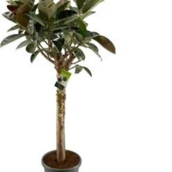 Rubberboom Op Stam (Ficus Elastica 'Burgundy') D 40 H 200 Cm