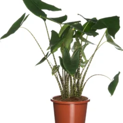 Olifantsoor (Alocasia Zebrina) D 46 H 150 Cm