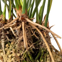 Flamingoplant (Anthurium Andreanum 'Arrow') D 30 H 75 Cm -Boom Hart Verkoopwinkel 8717263252412 3