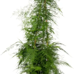 Sierasperge (Asparagus Setaceus) D 31 H 150 Cm