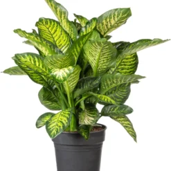 Dieffenbachia (Dieffenbachia 'Maroba' ) D 30 H 80 Cm