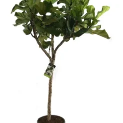Vioolbladplant (Ficus Lyrata) D 31 H 140 Cm