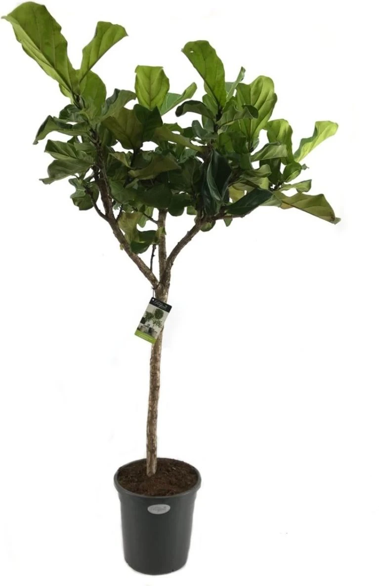 Vioolbladplant (Ficus Lyrata) D 31 H 140 Cm 1 Vioolbladplant (Ficus Lyrata) D 31 H 140 Cm