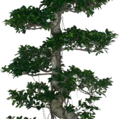 Chinese Vijg (Ficus Microcarpa 'Ginseng') D 70 H 220 Cm