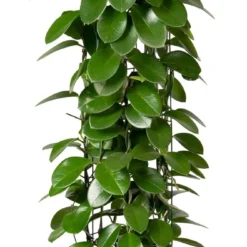 Wasbloem (Hoya Australis ) D 27 H 150 Cm