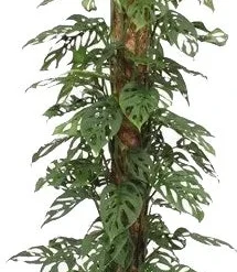 Gatenplant Met Mosstok (Monstera 'Monkey Mask') D 27 H 150 Cm