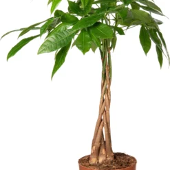 Geldboom (Pachira Aquatica) D 21 H 80 Cm