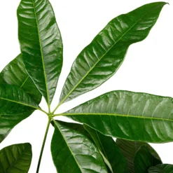 Geldboom (Pachira Aquatica) D 27 H 130 Cm -Boom Hart Verkoopwinkel 8717263252726 3