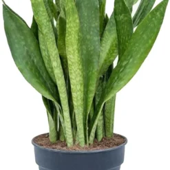 Vrouwentong (Sansevieria Trifasciata 'Jade') D 30 H 75 Cm