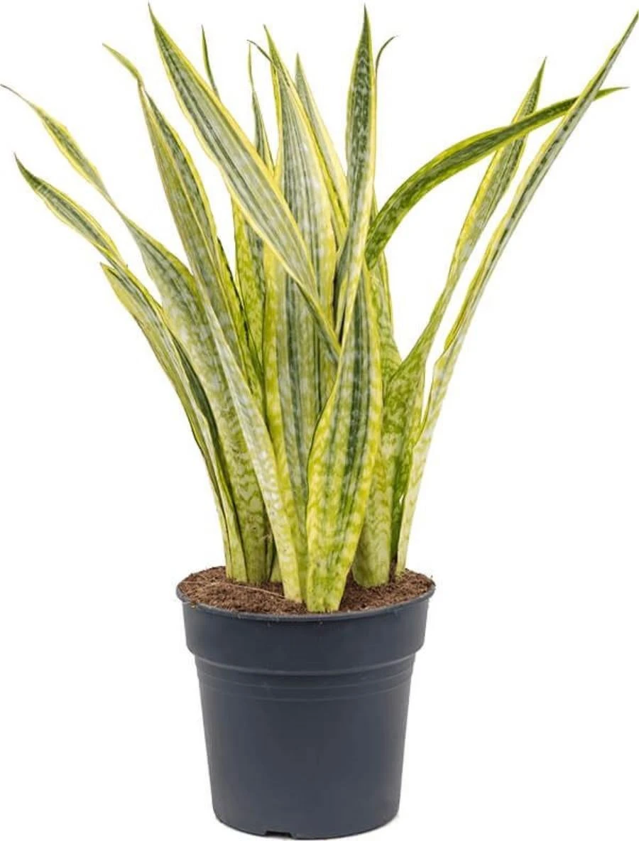 Vrouwentong (Sansevieria Trifasciata 'Lauren') D 30 H 80 Cm 1 Vrouwentong (Sansevieria Trifasciata 'Lauren') D 30 H 80 Cm