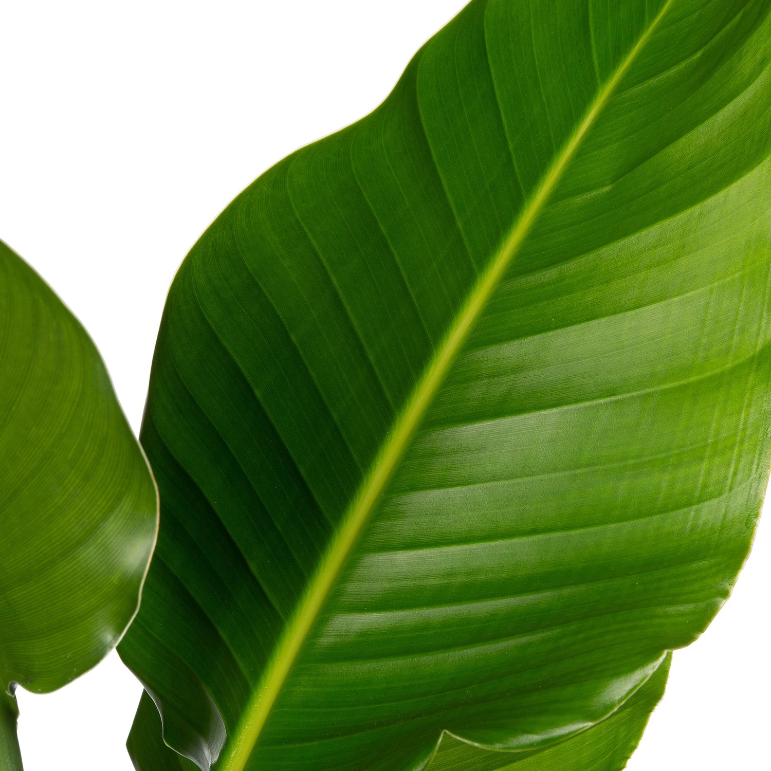 Paradijsvogelplant (Strelitzia Nicolai) D 17 H 60 Cm 2 Paradijsvogelplant (Strelitzia Nicolai) D 17 H 60 Cm - Afbeelding 2