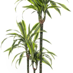Drakenbloedboom (Dracaena Fragrans 'Lemon Lime') D 24 H 140 Cm