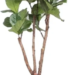 Vioolbladplant (Ficus Lyrata) D 50 H 220 Cm