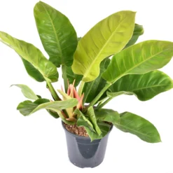 Philodendron (Philodendron 'Moonlight') D 24 H 70 Cm