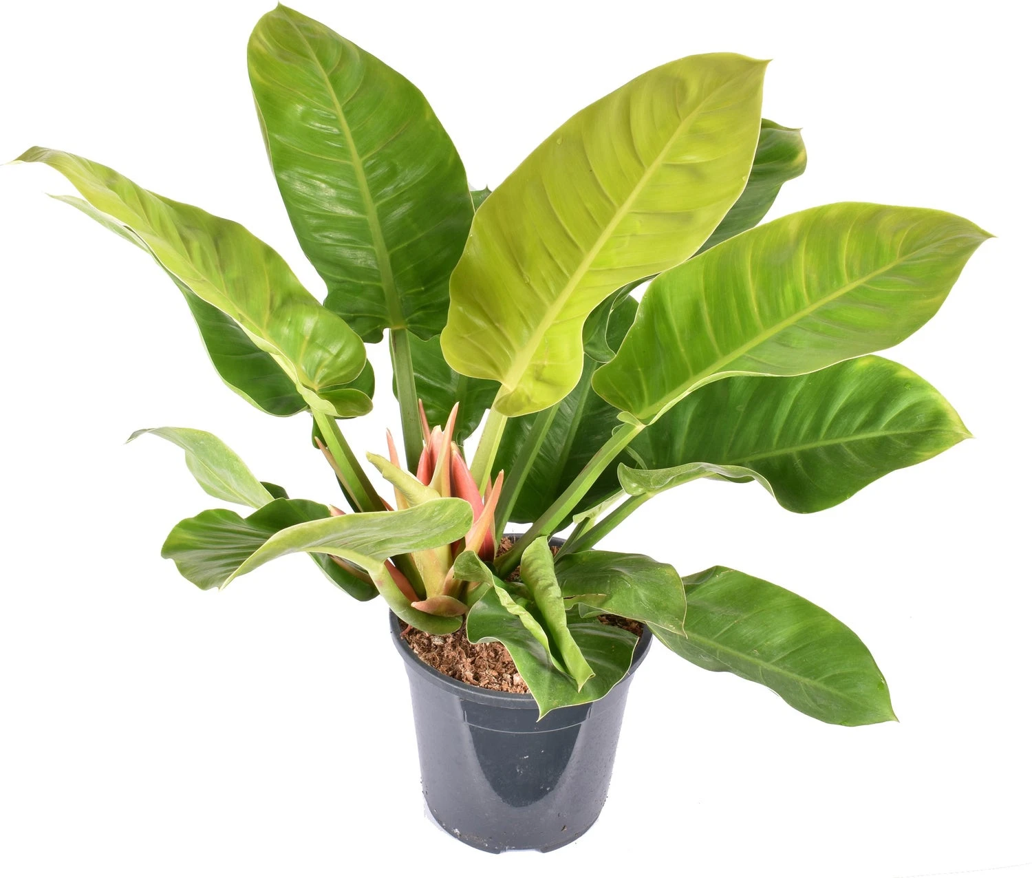 Philodendron (Philodendron 'Moonlight') D 24 H 70 Cm 1 Philodendron (Philodendron 'Moonlight') D 24 H 70 Cm
