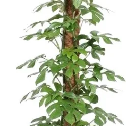 Philodendron (Philodendron Minima) D 27 H 150 Cm