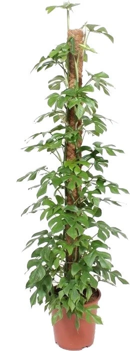 Philodendron (Philodendron Minima) D 27 H 150 Cm 1 Philodendron (Philodendron Minima) D 27 H 150 Cm
